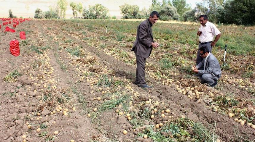 Patateste Hasat Sevindirdi