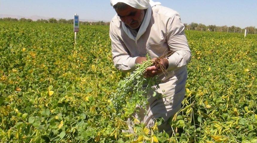 GAP B&ouml;lgesinde Alternatif &Uuml;r&uuml;n 'soya'