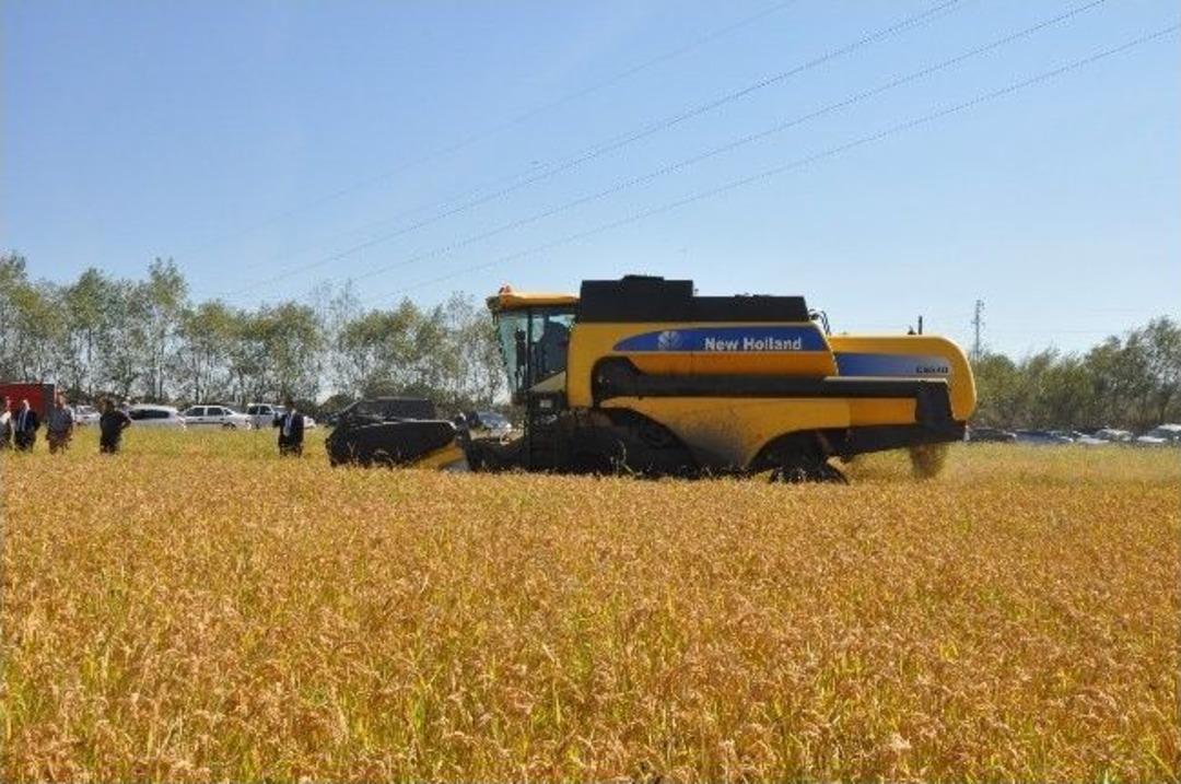 &Ccedil;eltikte Hasat Başladı