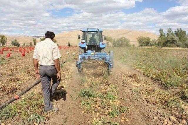 Çayırlı’da Cipslik Patates Üretimi