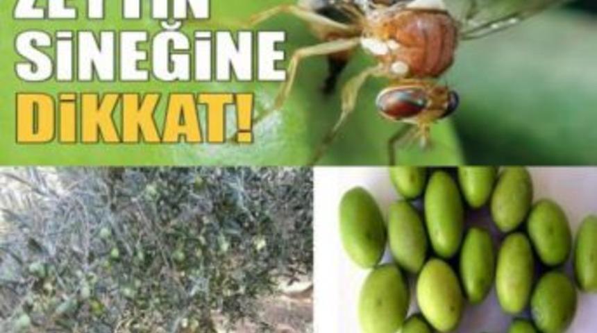 Zeytin Sineği Ile M&uuml;cadelenin D&ouml;rd&uuml;nc&uuml; Ayağı Başladı