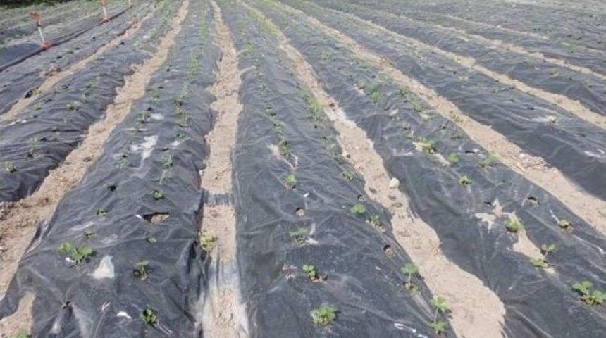 Değirmenayvalı &lsquo;mal&ccedil;lı &Ccedil;ilek&rsquo; Yetiştiriciliğine Başlandı