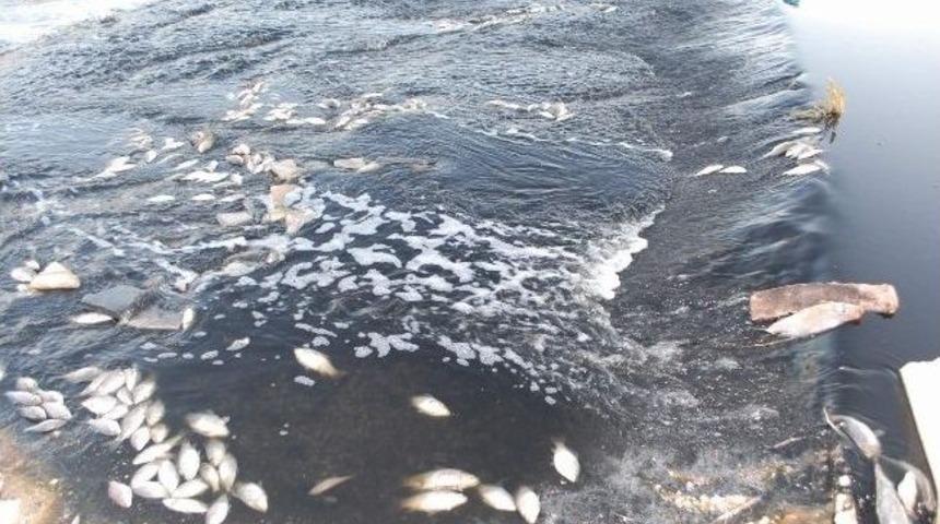 Akar&ccedil;ay&rsquo;da esrarengiz balık &ouml;l&uuml;mleri