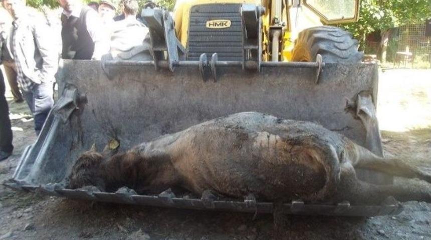 Kağızman&rsquo;da &Ccedil;ıkan Yangında 13 B&uuml;y&uuml;kbaş Hayvan Telef Oldu