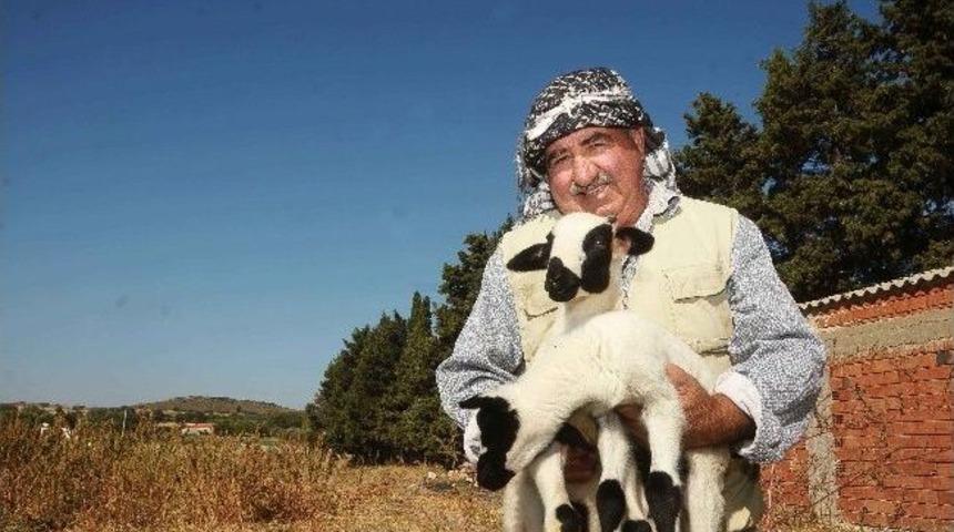 &Ccedil;eşme "sakız Koyunu Şenliği" İle Şenlenecek