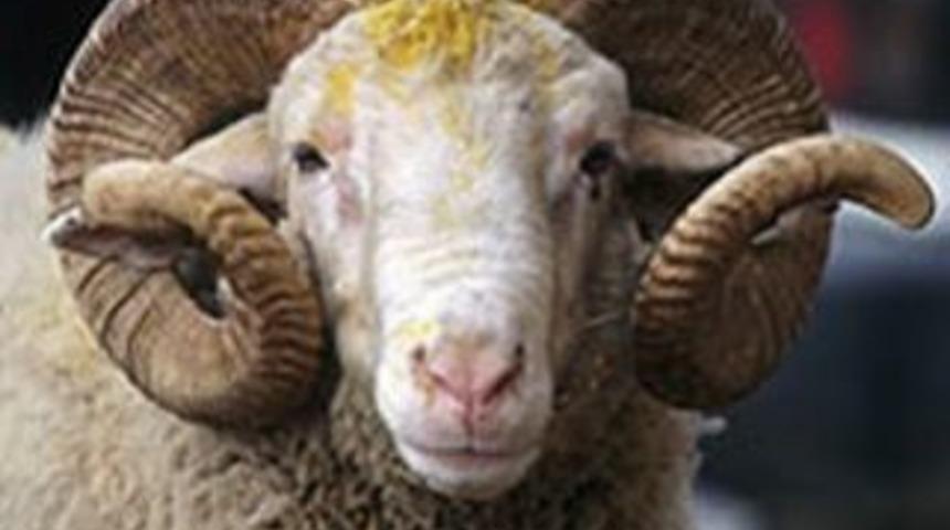 THK kurban derisi toplamaya devam edecek