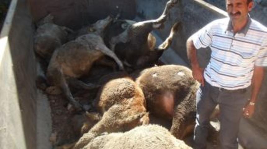 Kağızman&rsquo;da ahır yandı, 13 b&uuml;y&uuml;kbaş hayvan telef oldu