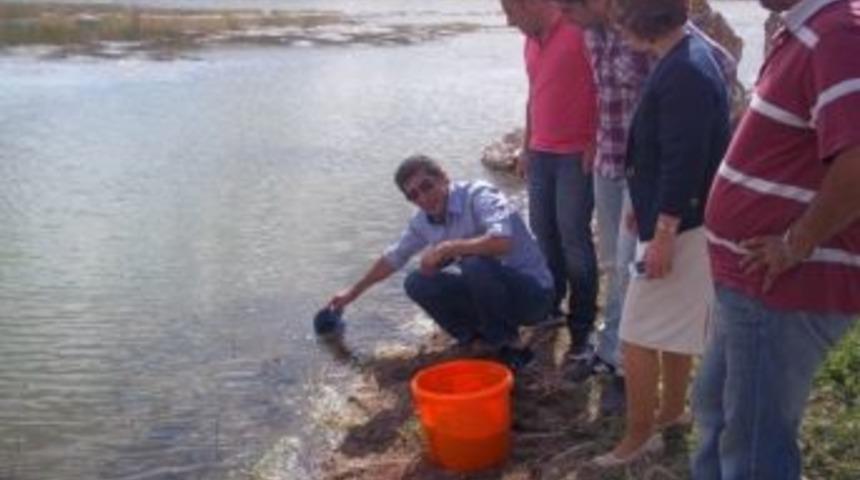 Sazan Balığı &Uuml;retim &Ccedil;iftliklerinde Balıklandırma &Ccedil;alışması