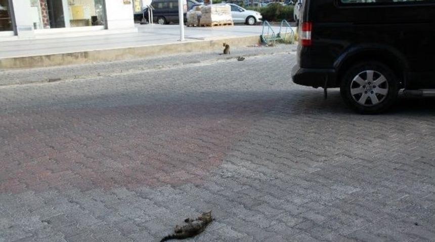 Kedi de olsa anne işte!