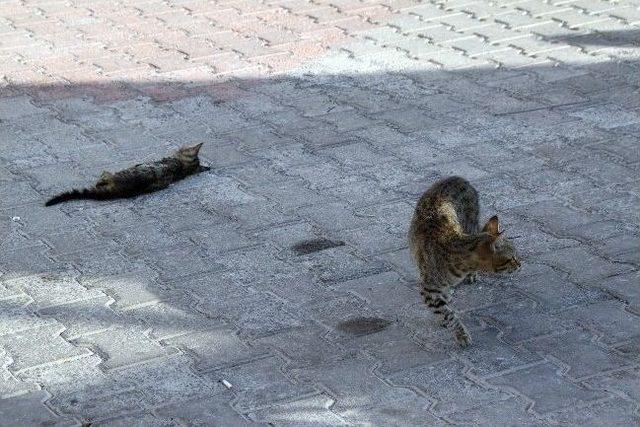 Kedi de olsa anne işte!