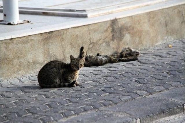 Kedi de olsa anne işte!