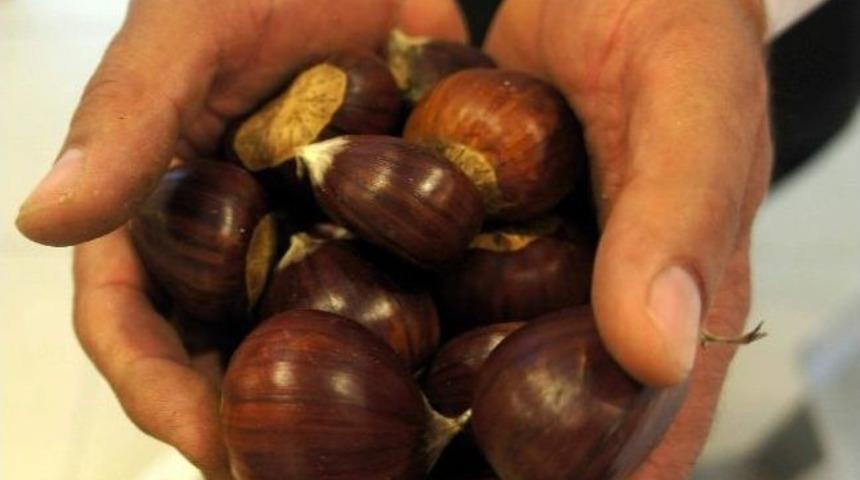 Sezonun İlk Kestanesi Borsaya Teslim Edildi