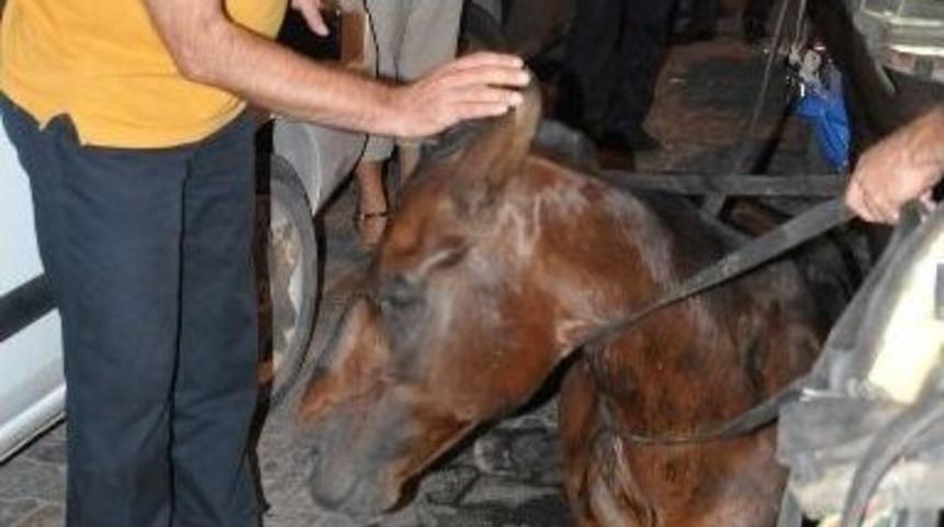 Bu Olay Hayvan Hakları Savunucularını Kızdıracak