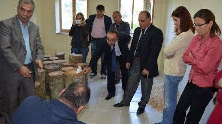 Orman K&ouml;yl&uuml;lerine Alternatif Ge&ccedil;im Kaynağı &lsquo;kayın Mantarı&rsquo;