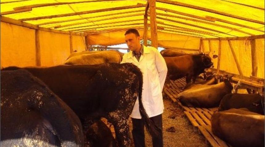 Ereğli&rsquo;de Kurbanlıklar Sağlık Kontrol&uuml;nden Ge&ccedil;irildi