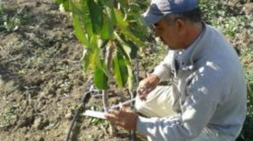 Meyve G&ouml;z Aşısı Zamanı Başladı