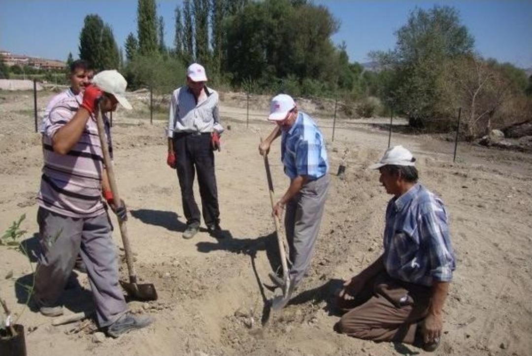Derek&ouml;y Belediyesinden Ceviz Fidanı Dikimi