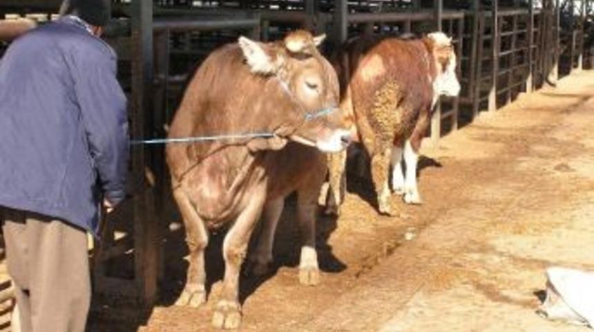 Malatya&rsquo;da Kurbanlık Hayvan Fiyatı Belli Oldu