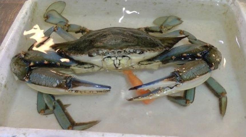 Karadeniz'de İlk Kez Dev Mavi Yenge&ccedil; G&ouml;r&uuml;ld&uuml;