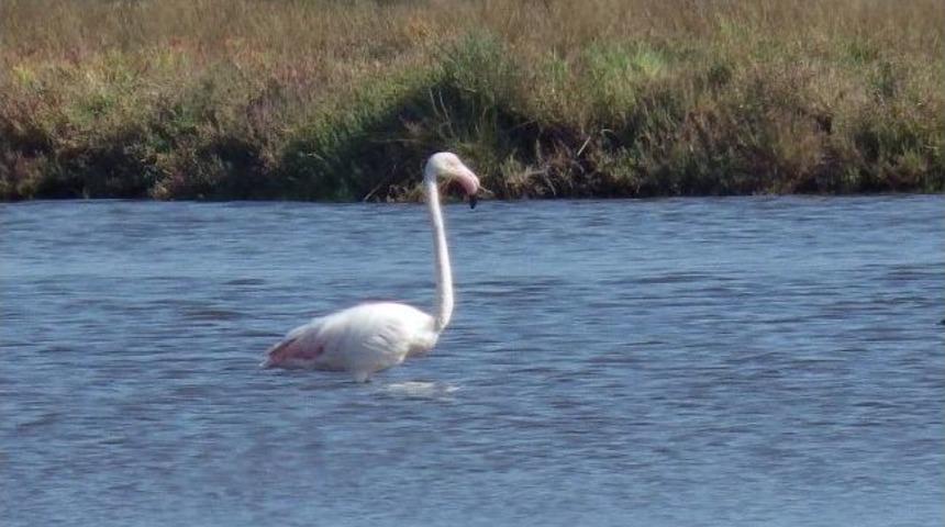 &Ccedil;ardak Lag&uuml;n G&ouml;l&uuml; Flamingolara Ev Sahipliği Yapıyor