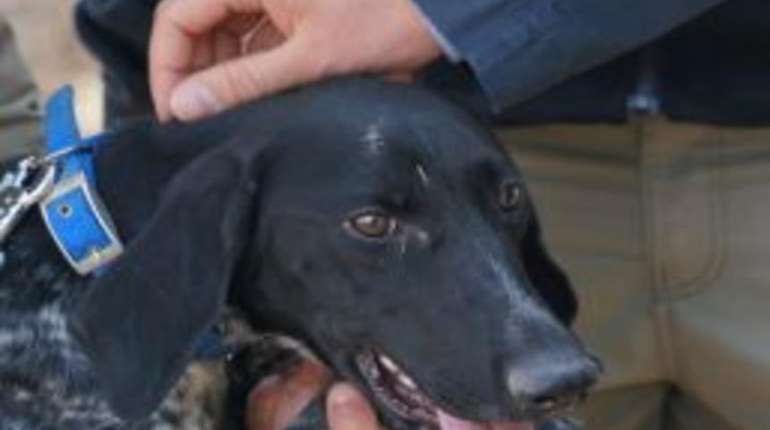 Operasyonlarda Kullanılan 'iz Takip K&ouml;pekleri'nin Eğitimleri Devam Ediyor