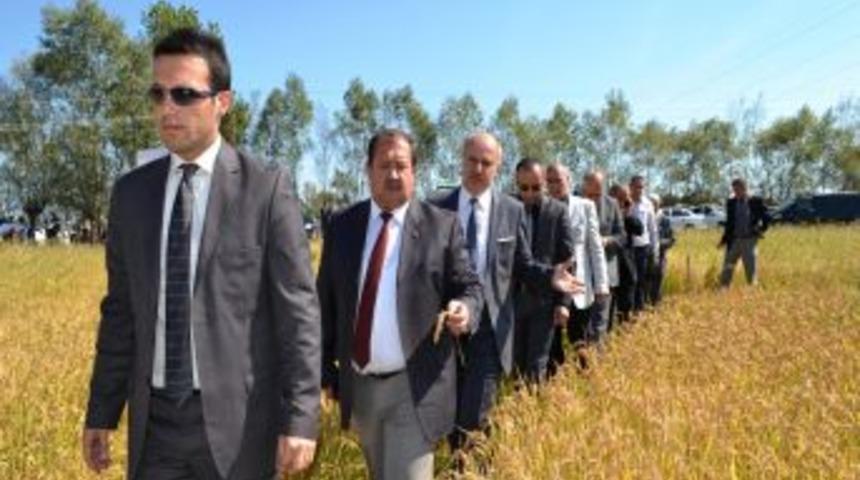 Pirin&ccedil;te 'Osmancık 97' &Ccedil;eşidine Rakip 3 &Ccedil;eşit Geliştirildi