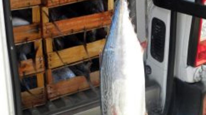 Taşucu'nda 7 Bu&ccedil;uk Ton Orkinos Yakalandı