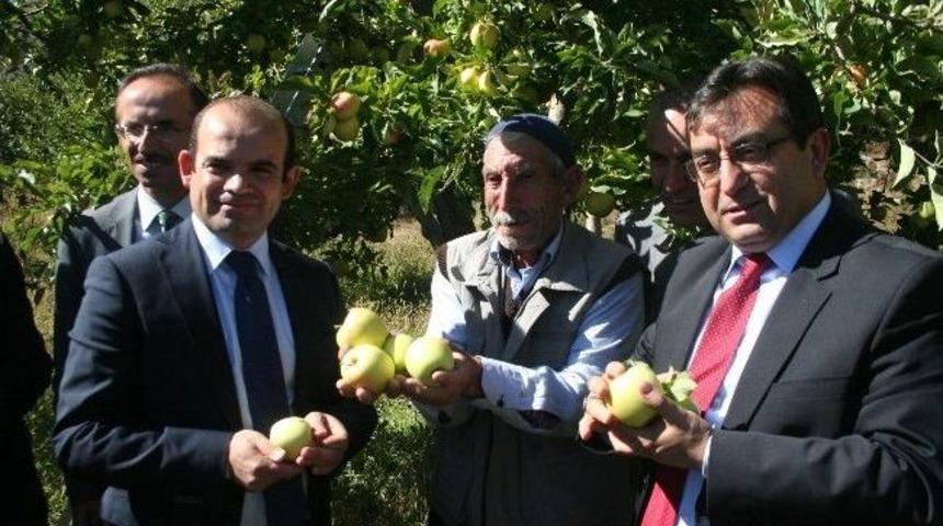 Erzincan&rsquo;da Elma Hasadı Başladı