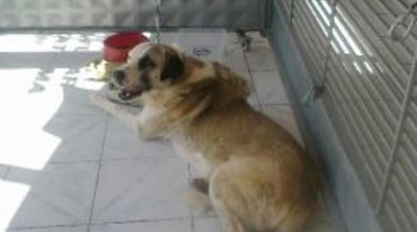 Lojman Sakinleri Rex&rsquo;in Hayatını Kurtardı