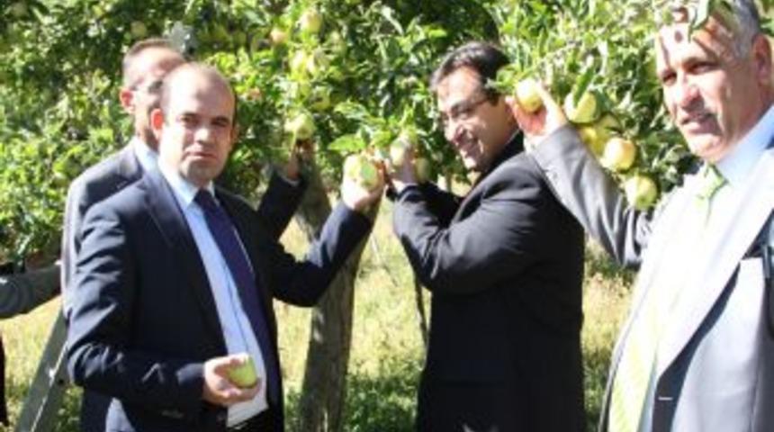 Elma Hasadı Başladı