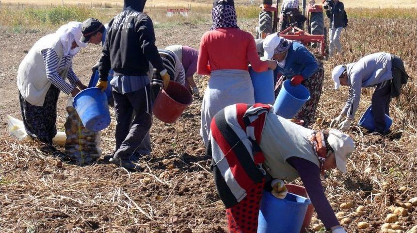 Tohumluk Patatesin Y&uuml;zde 60'ını Sivas Karşılıyor