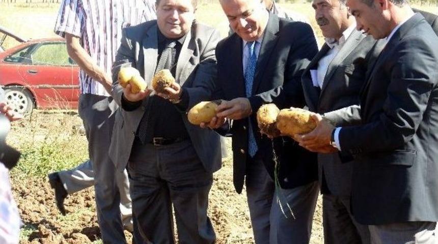 Sivas&rsquo;ta Patates Hasat T&ouml;reni Yapıldı