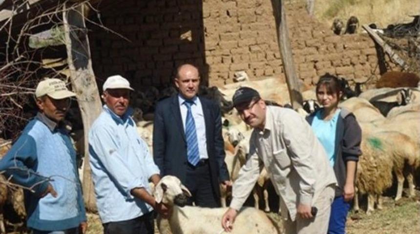 Sulakyurt'ta Koyun Ve Ke&ccedil;iler Aşılandı
