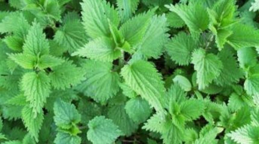 Isırgan Otu En Pop&uuml;ler Şifali Bitkiler Arasında