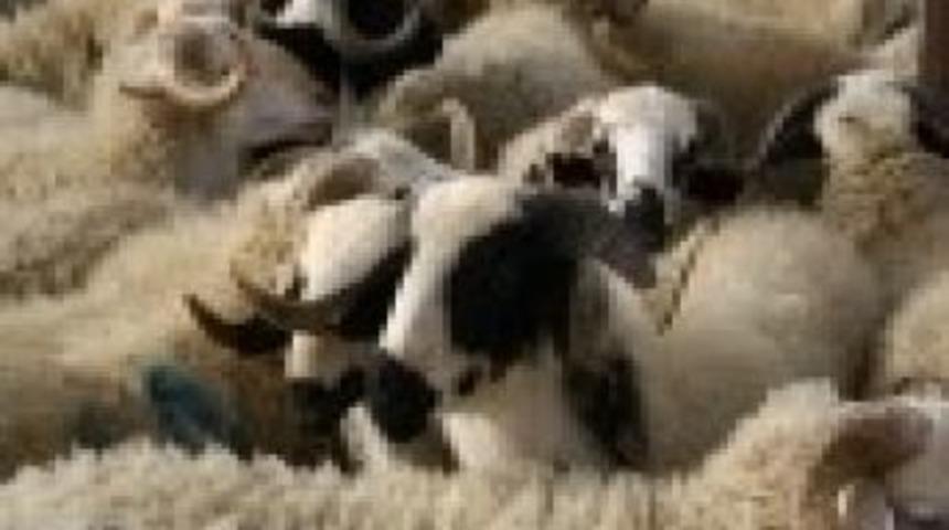 Adü Ziraat Fakültesi Kurbanlık Satışlarına Başladı