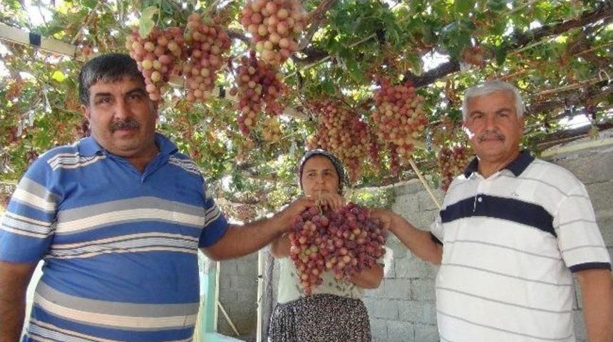 Silifke Ceviz &Uuml;z&uuml;m&uuml;n&uuml;n Salkımı 5 Kiloya Kadar &Ccedil;ıkıyor