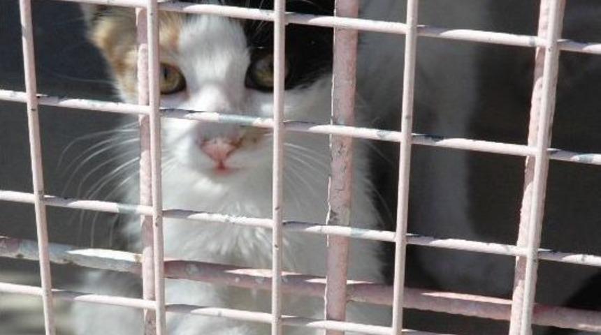 Bayram &Ouml;ncesi Evcil Hayvanlar Terk Ediliyor