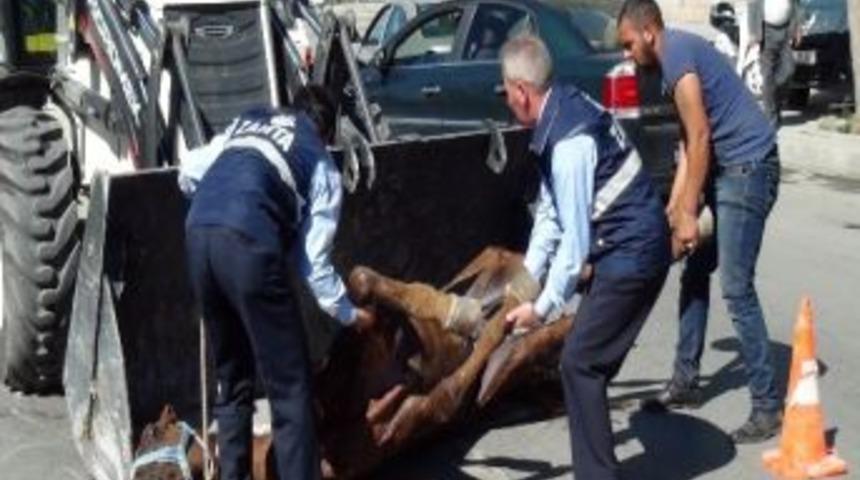 Yaralı At Kep&ccedil;eyle Taşındı