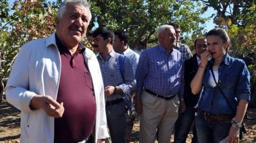 'siirt Fıstığı Ve Doğa Festivali' Devam Ediyor