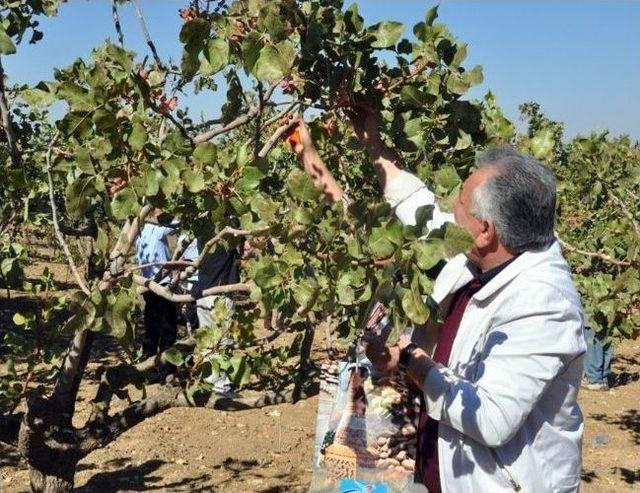 'siirt Fıstığı Ve Doğa Festivali' Devam Ediyor