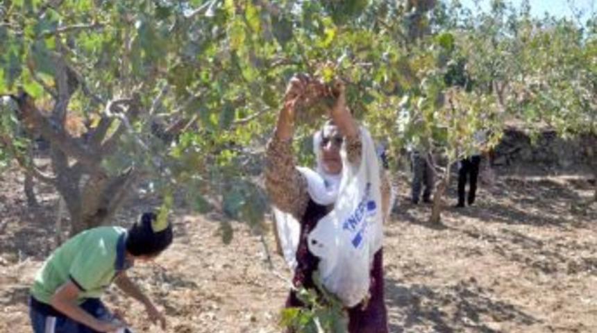 Sadak: Siirt Fıstığı D&uuml;nyanın En Iyi Fıstıkları Arasında Yer Alıyor