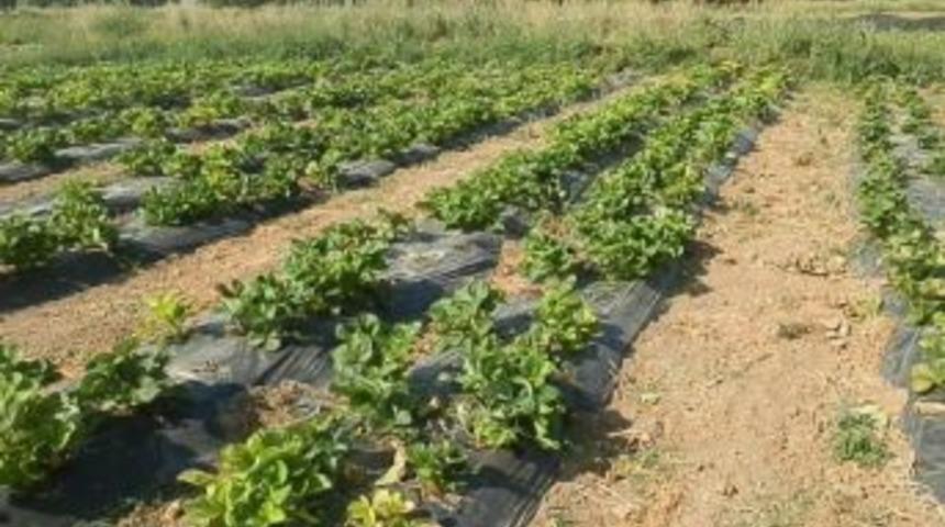 Eskişehir&rsquo;de Yeni &Ccedil;ilek T&uuml;r&uuml;