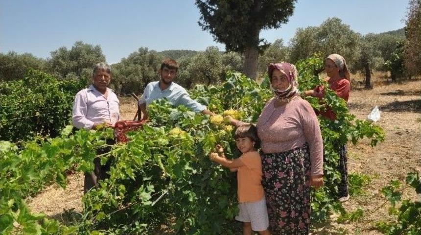 Torbalı&rsquo;da Domatesten Sonra &Uuml;z&uuml;m Ve İncir Y&uuml;zleri G&uuml;ld&uuml;rd&uuml;