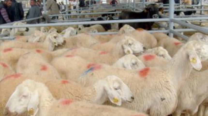 Şarkışla'daki Hayvan Pazarında Kurban Bereketi Yaşanıyor