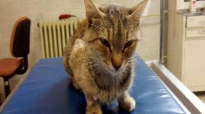 (&ouml;zel Haber) Yavruları Kalbinde B&uuml;y&uuml;tt&uuml;