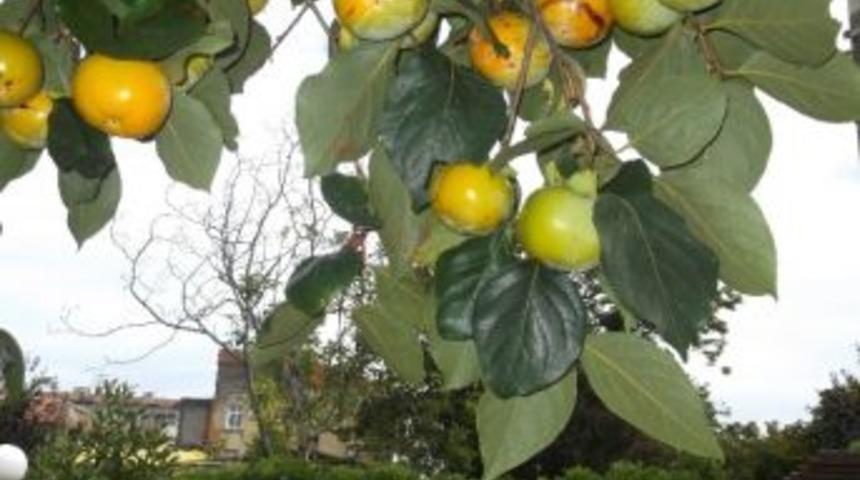 Trabzon Hurması Bu Yıl Bol Mahsul Verecek