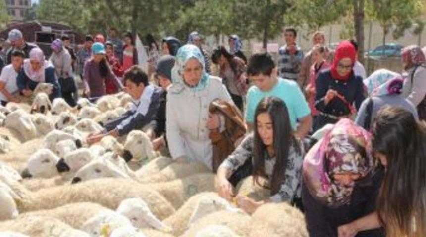 319 Yetim &Ccedil;ocuk Kendileri I&ccedil;in Alınan Kurbanlıkları Se&ccedil;ti