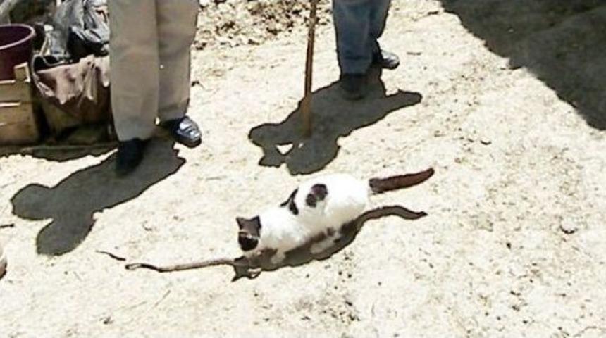 Kedinin Yılanla Savaşı