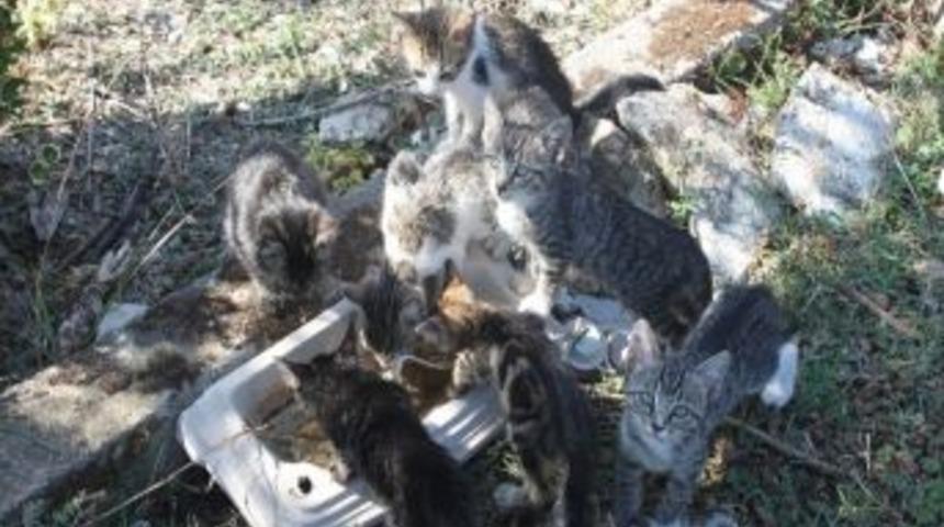 (özel Haber) Yavru Kedilerin Ormanda Yaşam Mücadelesi