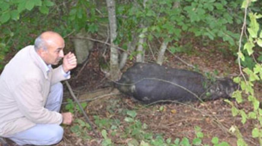 Mandaların başlarına sıktılar